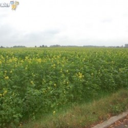 dsc 0504 - Sportraad Zaventem 
